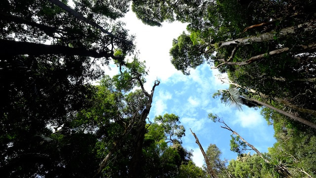 Strangler-fig-Lamington-National-Park-Binna-Burra-Gold-Coast-bushwalking-hiking