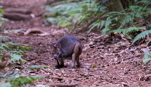 Red-Legged-Pademelon-Lamington-National-Park-Binna-Burra-Gold-Coast-bushwalking-hiking