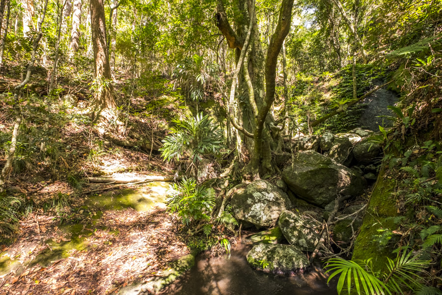 Rifle Bird Creek Binna Burra Lamington National Park