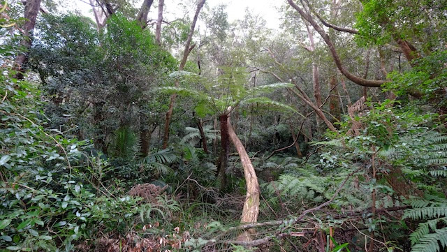 Eucalypt-forest-Lamington-National-Park-Binna-Burra-Gold-Coast-bushwalking-hiking