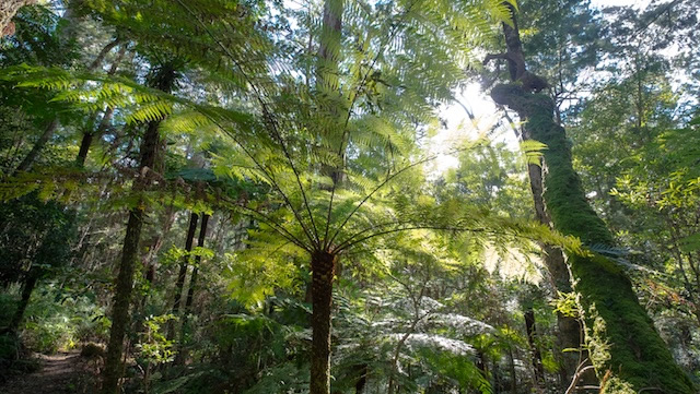 Rough-tree-fern-Lamington-National-Park-Binna-Burra-Gold-Coast-bushwalking-hiking