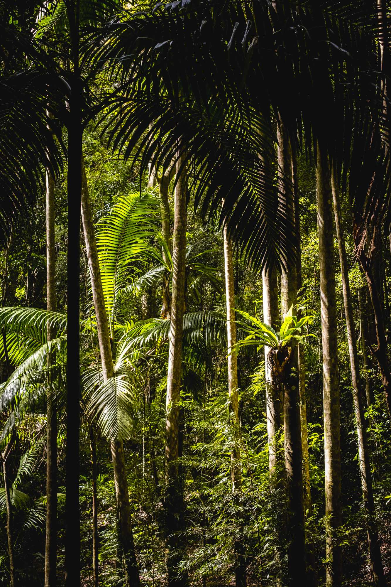 Sub tropical rainforest, binna burra, gold coast,