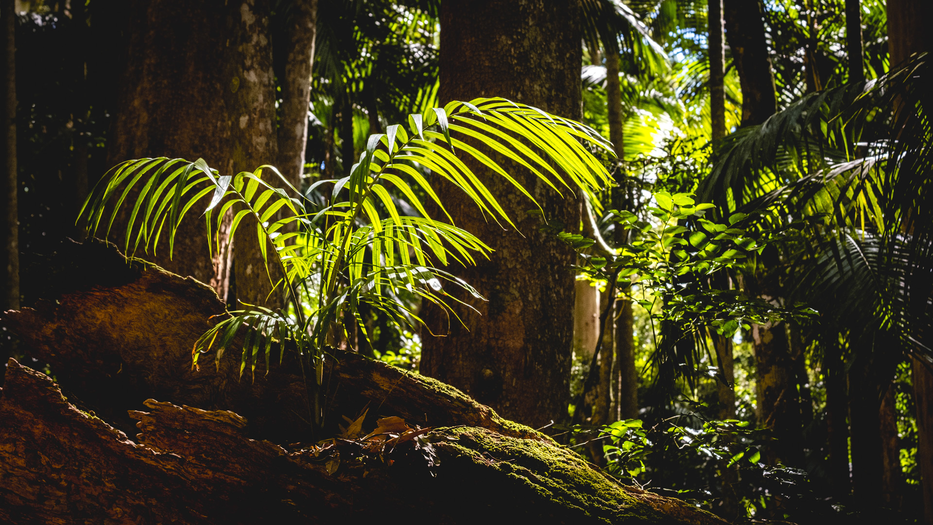 Small palm tree, temperate rainforest, binna burra, gold coast