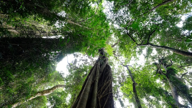 Strangler-fig-Lamington-National-Park-Binna-Burra-Gold-Coast-bushwalking-hiking