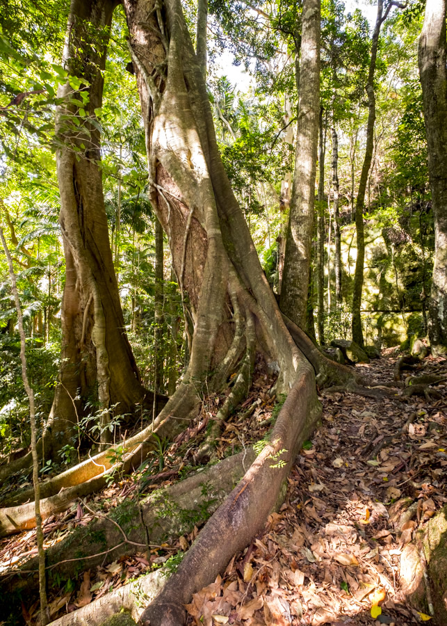 Strangler Fig Binna Burra Lamington National Park