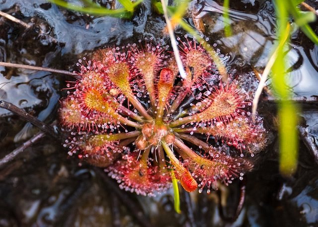 Sundew-Lamington-National-Park-Binna-Burra-Gold-Coast-bushwalking-hiking