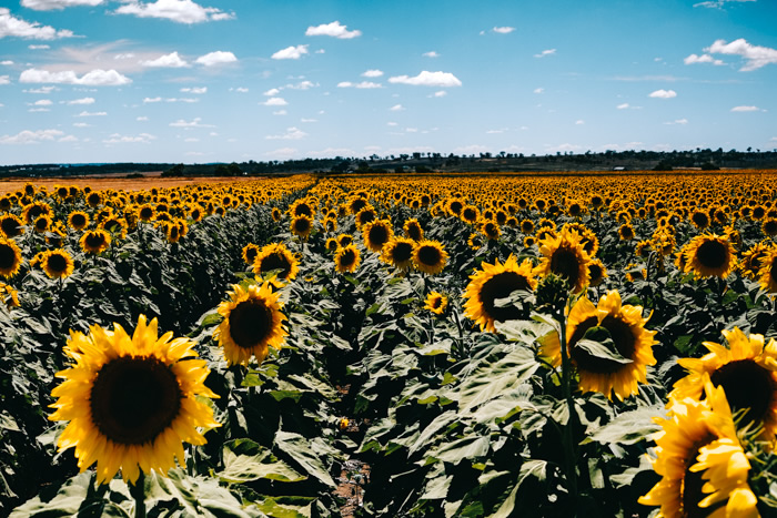 Sunflower, Sunflowers Gold Coast, Queensland, Allora