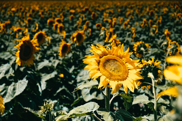 Southern Queensland sunflower, sunflower way, allora, 