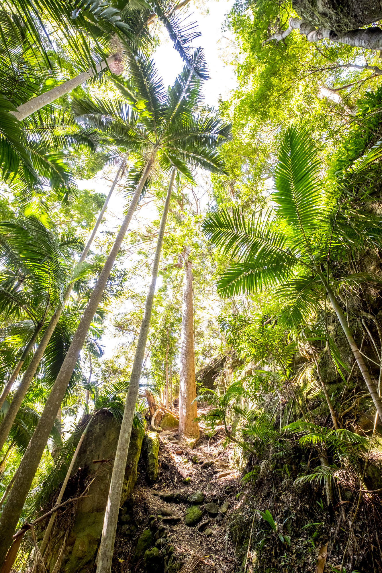 Rainforest Piccabeen Palm Lamington National Park Binna Burra