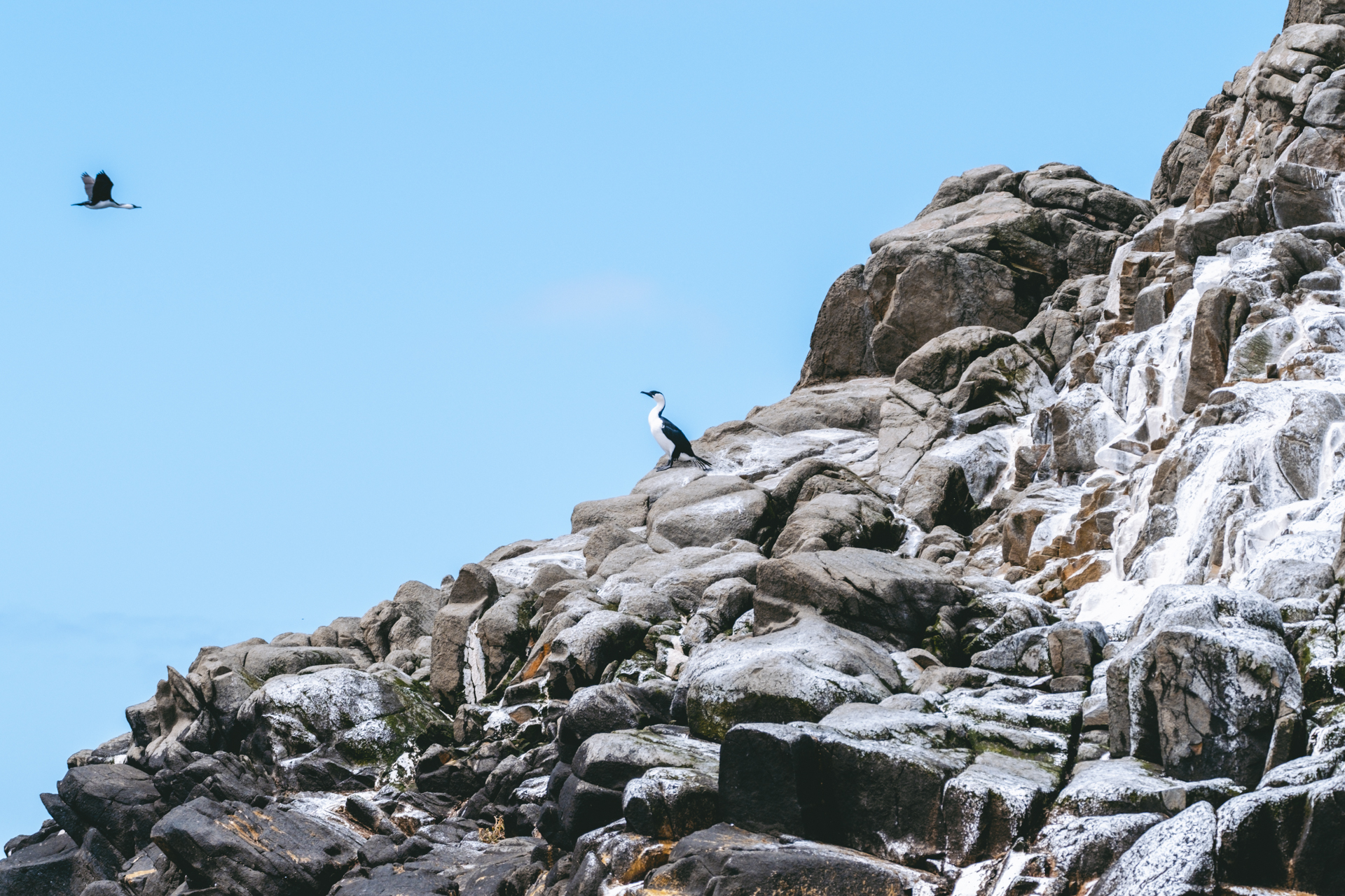 Albatross_Bruny_Island_Tasmania