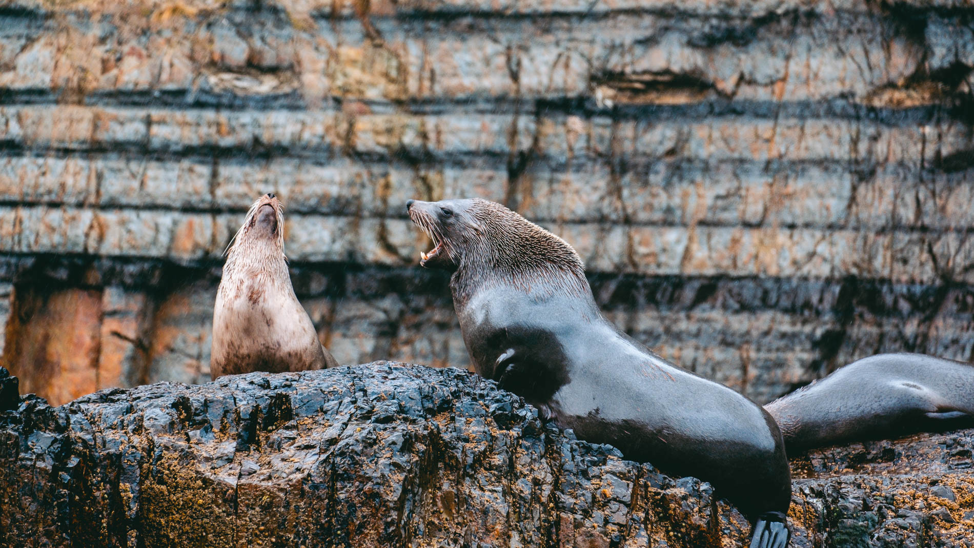 Seals_Southern_Ocean_Bruny_Island_Tasmania_Pennicott_Wilderness_Journeys