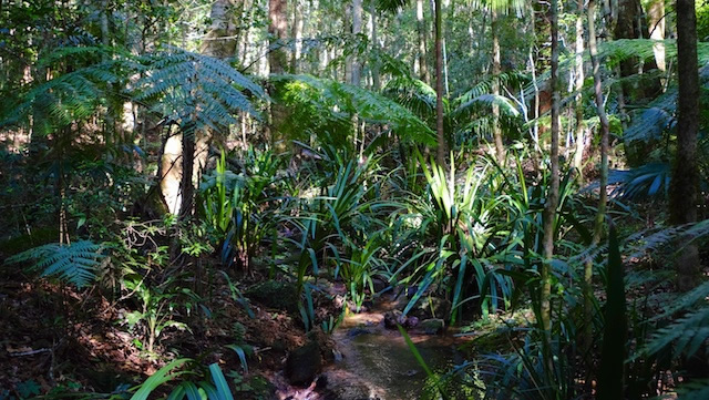 Warm-temperate-rainforest-Lamington-National-Park-binna-burra-gold-coast