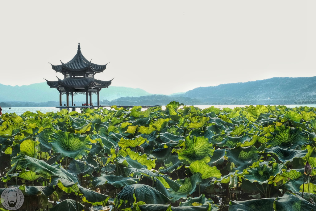 Hangzhou China, West Lake Hangzhou, Lotus plants, China Lotus flower