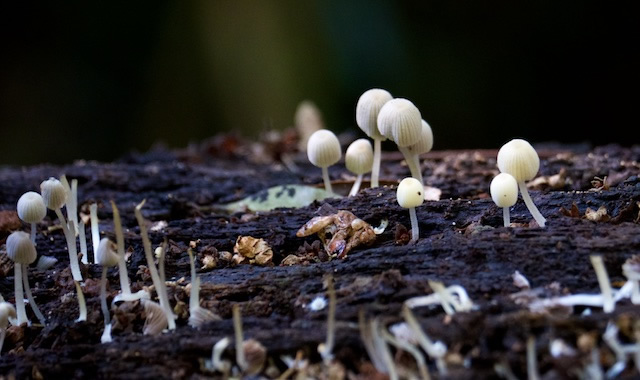 white-mushroom-fungi-Laminton-National-Park-Binna-Burra-bushwalking-hiking